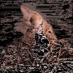 当喵星人遇见河马玩偶时……