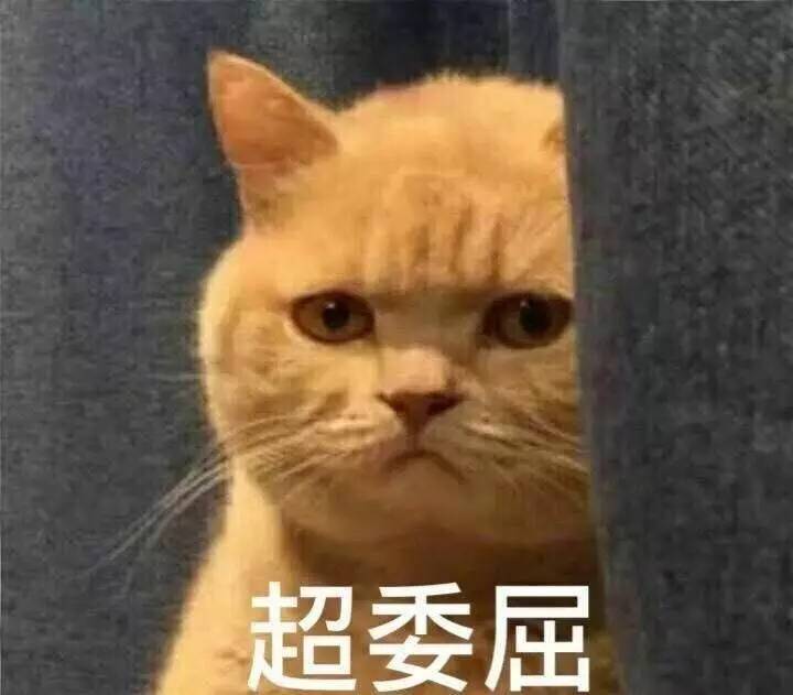 你因为养猫遭遇过哪些不理解？其实喵星人比你想象的还厉害！