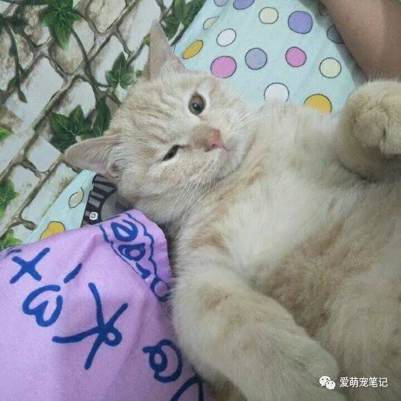 一宠主家的橘猫散养不慎走丢，二天一夜的寻猫之路，只因不忍放弃