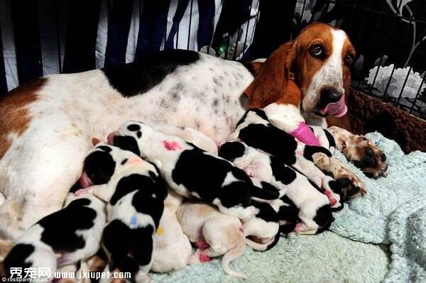 英国一只巴吉度生了14只小狗累到不行