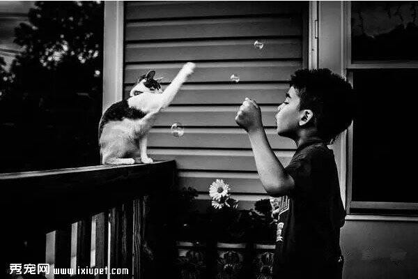 摄影师拍下儿子与宠物猫互动瞬间