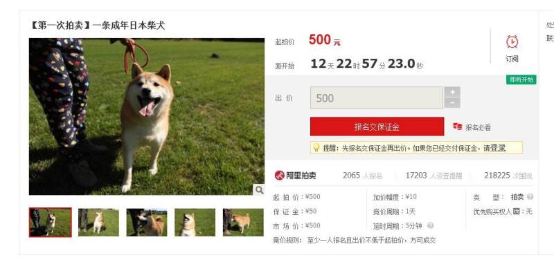 法院拍卖柴犬替主人还债？