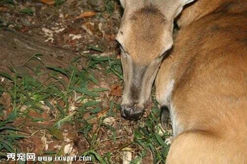 母鹿受伤眼中一年后可以自己吃草了