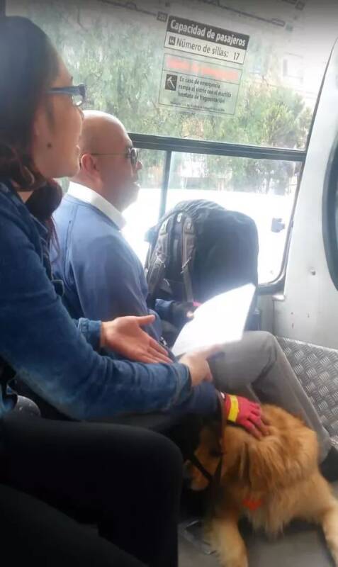 导盲犬遭公交司机拒载，乘客们纷纷打抱不平，而它却一脸愧疚...