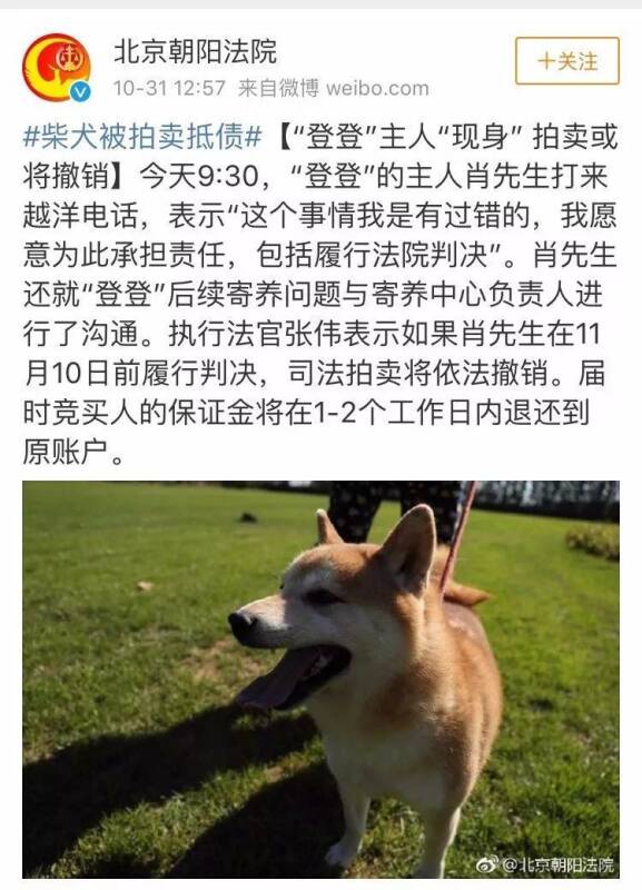 柴犬“登登”事件反转！主人出现竟...