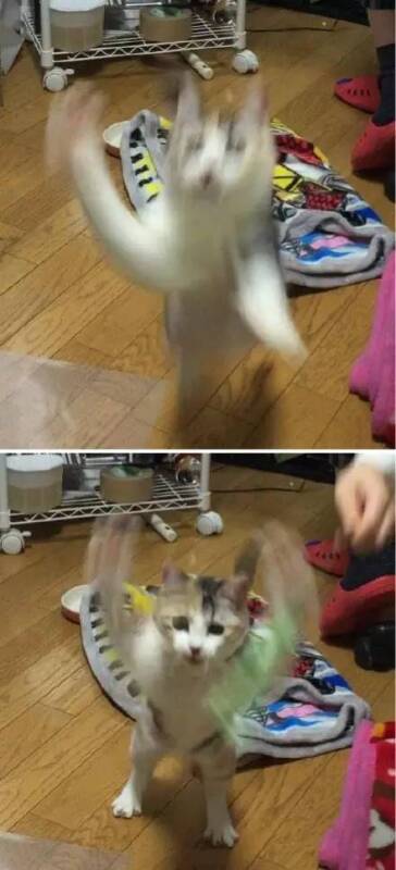 猫奴拿出这个…结果场面就失控咯…