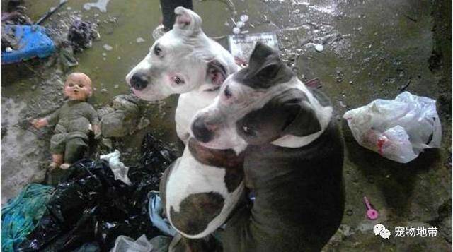 四只狗狗被锁空屋断水断粮 施虐者被警方拘捕并控告虐待动物罪