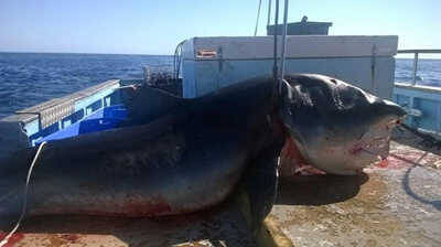 六米巨型虎鲨遭捕 疑似当地商人报复