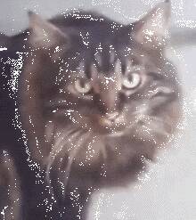 猫的玩具被另一只霸占了，正委屈巴巴的看着主人，没想到…