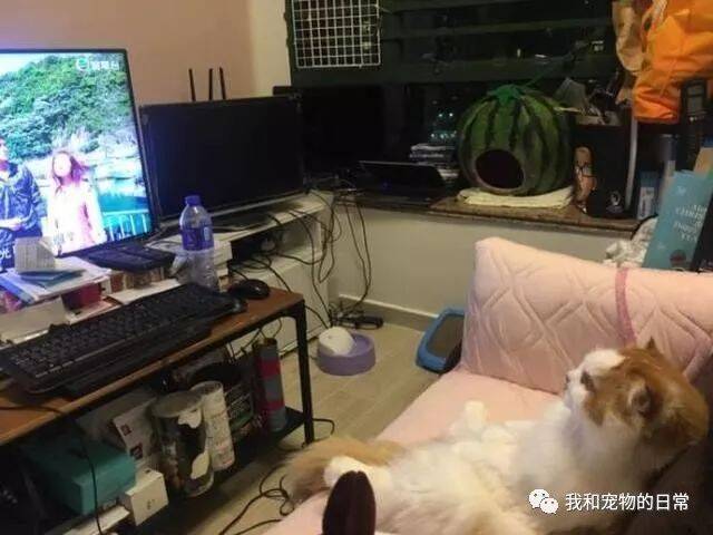 网友回家看见猫咪悠闲的在看电视，猫咪：要吃饭自己去热，别吵我看电视！