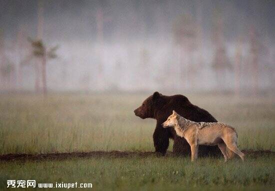 Lassi Rautiainen拍下灰狼和棕熊分享食物 疑似是好朋友