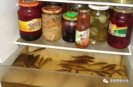 一开冰箱门我傻了，冰箱里养鱼你见过没？