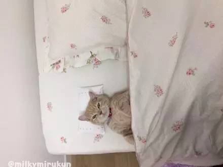 猫咪总是霸占主人的枕头睡觉，于是给它买了个小的，画风好萌