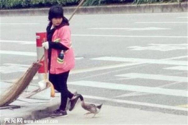 清洁工带宠物鸭扫大街 鸭子寸步不离实在是太可爱了！