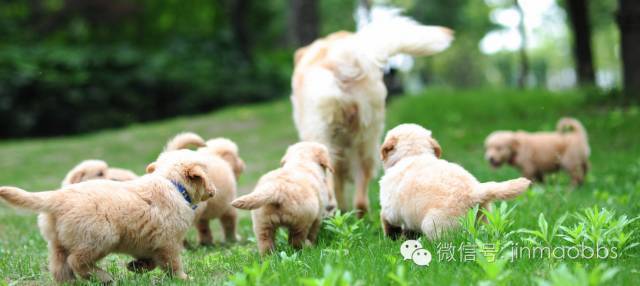 狗狗狂吃不胖？问题多半出在这儿！