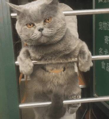 主子：咋这虎呢？洗个澡用割蛋的眼神至于？猫：洗澡和我，两选一