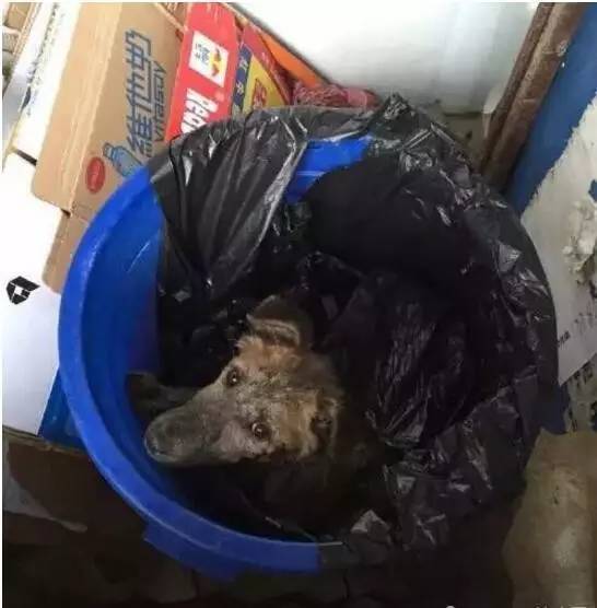 一只狗狗被保安打得惨叫并塞入垃圾桶，被救时差点被处理了！