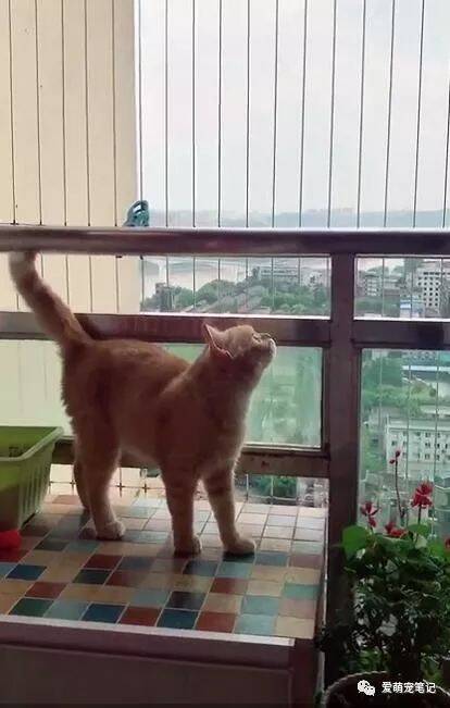 每天早上一打开阳台门，橘猫就立刻冲过来，主人走近一看笑喷了！