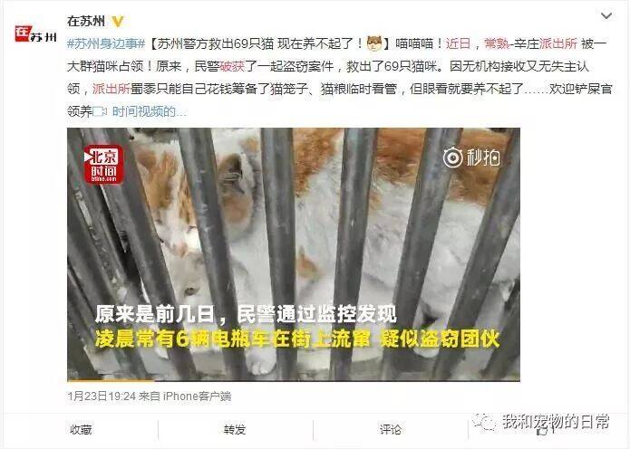 警方抓获偷猫团伙并救出了69只猫咪，因无机构接收又无失主认领，求爱心人士来领养！