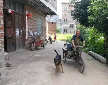 这位大爷骑三轮车骑不动了，忠狗的举动让人泪目！