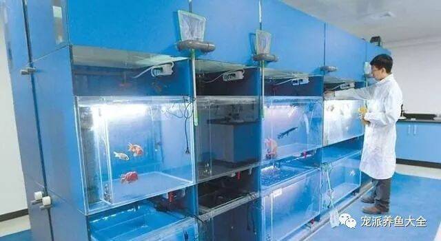 免费救治观赏鱼！北京首家观赏鱼鱼病医院开始对外服务