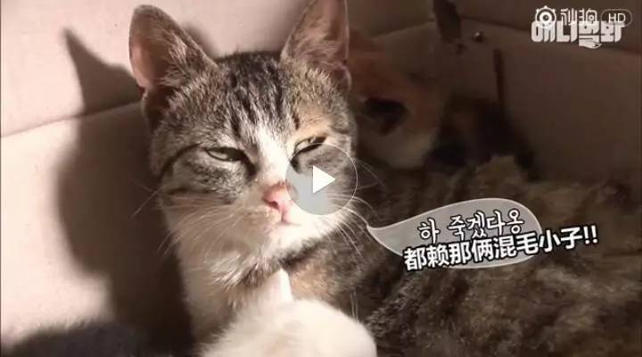 遭遇吸猫骚扰！猫妈用表情诠释什么叫「奶尽喵亡」