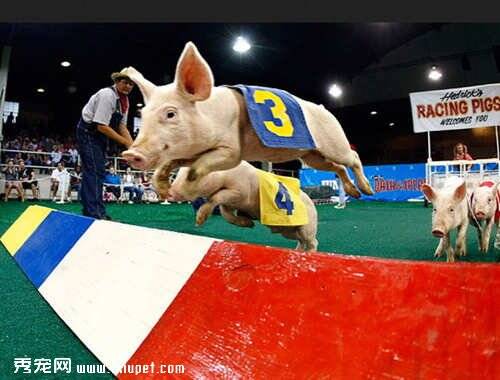 美国举办小猪跨栏田径比赛