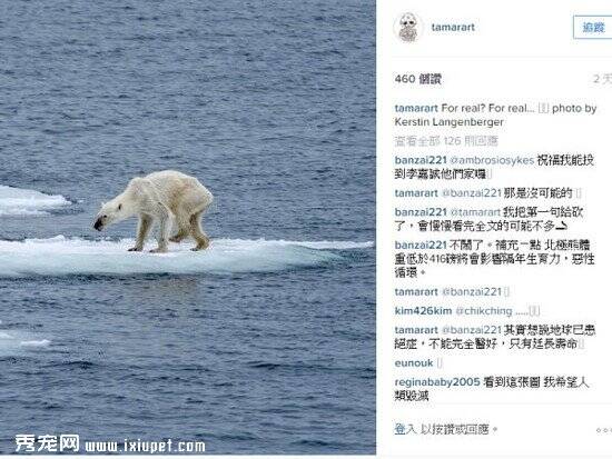 北极熊无法觅食骨瘦如柴　网友呼吁救援