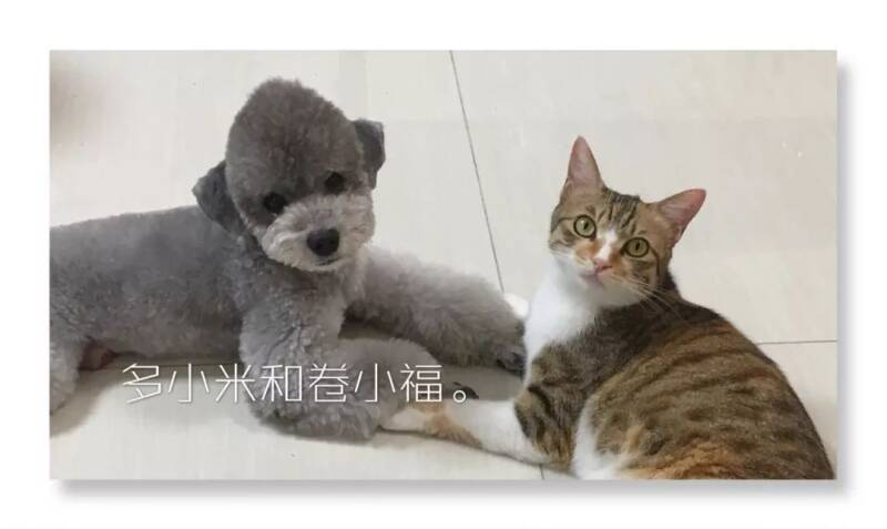 【收藏】想养好狗，先看看这些别人帮你踩过的坑。