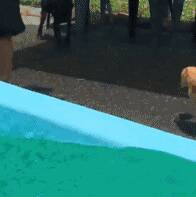 主人刚把柴犬放到水里，以为它会游得很开心，没想到.....