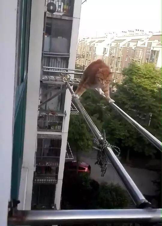 主人忘关窗户，猫咪跳到窗外的晾衣杆上放风，好惊险！
