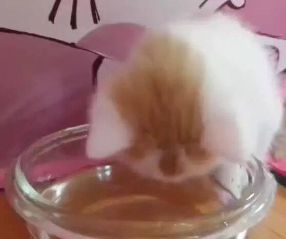 小奶猫喝个水浑身是戏，开心的样子一看就让人想笑！萌炸天！