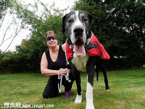 英国女子瞒着丈夫养巨型犬