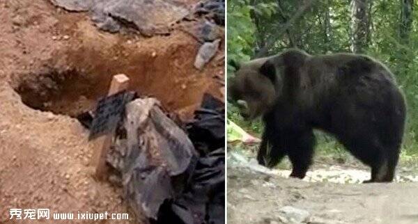 西伯利亚熊因食物严重短缺 被逼挖坟墓啃食尸体