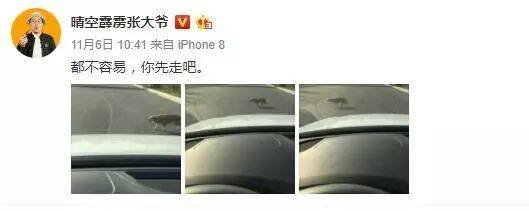 网友开车，路上停车为流浪狗让路：都不容易，你先走吧！