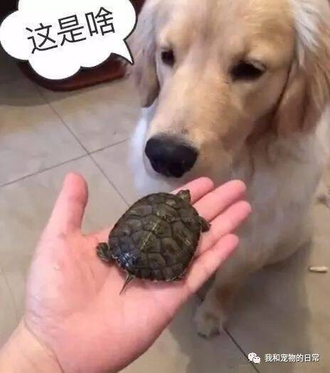 主人去市场买回来一只小乌龟，让家里的金毛看见想一口吞了！
