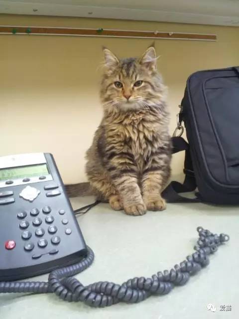 小猫来到办公室，宣布:"这里朕统治了!"就赖着不走，但结局很美！