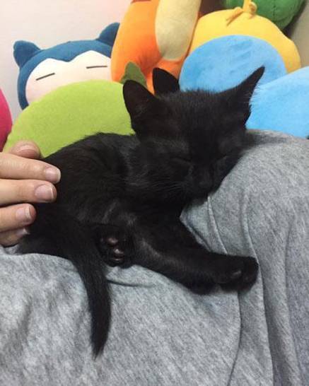 收养了一只纯色黑猫 3个月后黑猫竟然开始褪色了