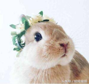 会打扮的兔子才是真美