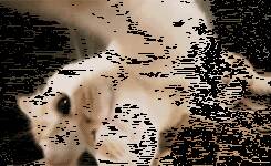 捡到一只流浪折耳猫，真相让人鼻酸…