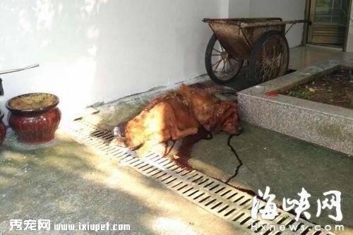 福建藏獒没吃饱发狂撕咬主人20分钟