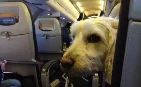 女乘客对狗狗过敏要把它赶下飞机，航警：对不起，请你下机