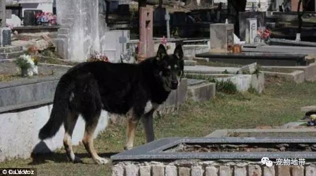 狗狗在主人守墓10年不肯离去，坟场员工：牠在等待跟主人团聚的那一天….