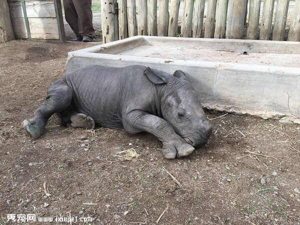 犀牛宝宝被妈妈抛弃动物救援团体拯救它