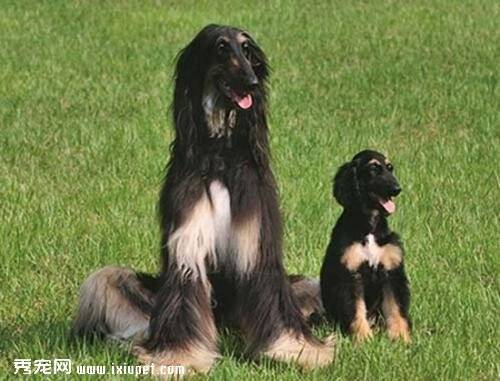 全球首只克隆犬被再克隆 有三只“后代”