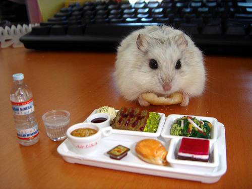怎样的食碗适合鼠鼠呢?