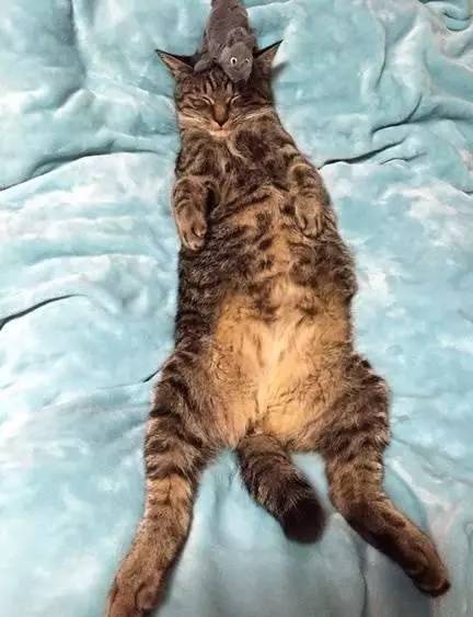 主人趁猫咪睡觉时，竟在它周围摆满了一堆老鼠…