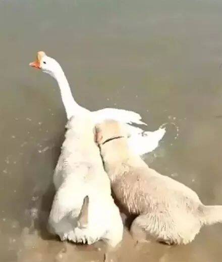 大鹅准备下水游泳，狗狗看到后拼命阻止怕它有危险.....大鹅：mmp！