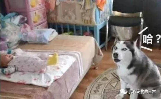 每当孩子午睡二哈就莫名其妙的不见了，走进孩子房间一看瞬间笑喷了！