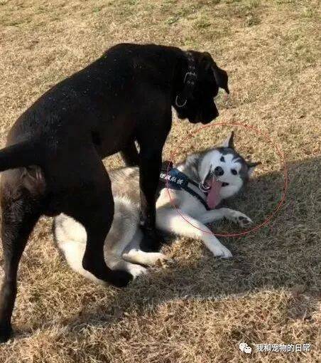 哈士奇在野外玩耍，突然遇到强壮的狗狗卡斯罗，而它的第一反应竟然就是认怂！